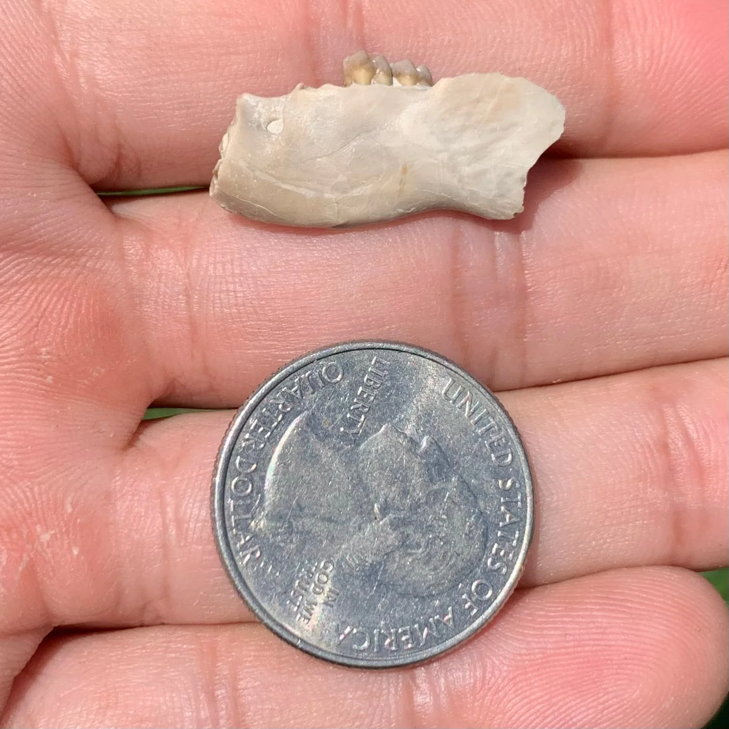 Fossil Squirrel Jaw, Ischyromys