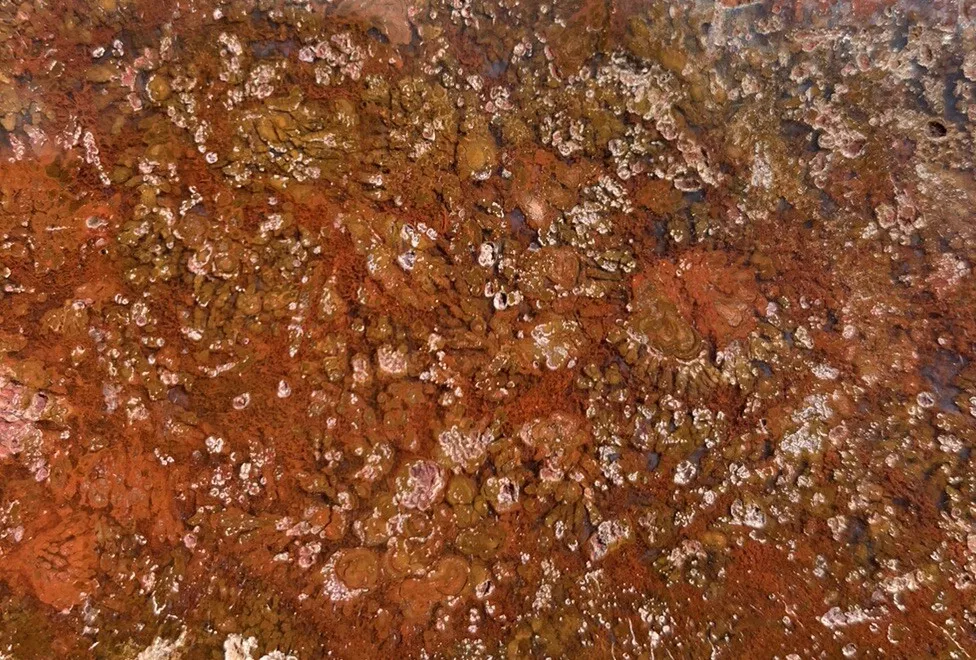 Polished Red Plume Agate from Indonesia, Slab, Slice