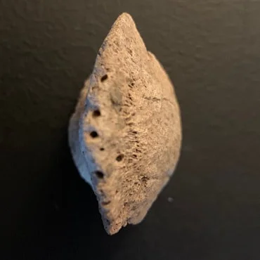 Edmontosaur Ungual Claw