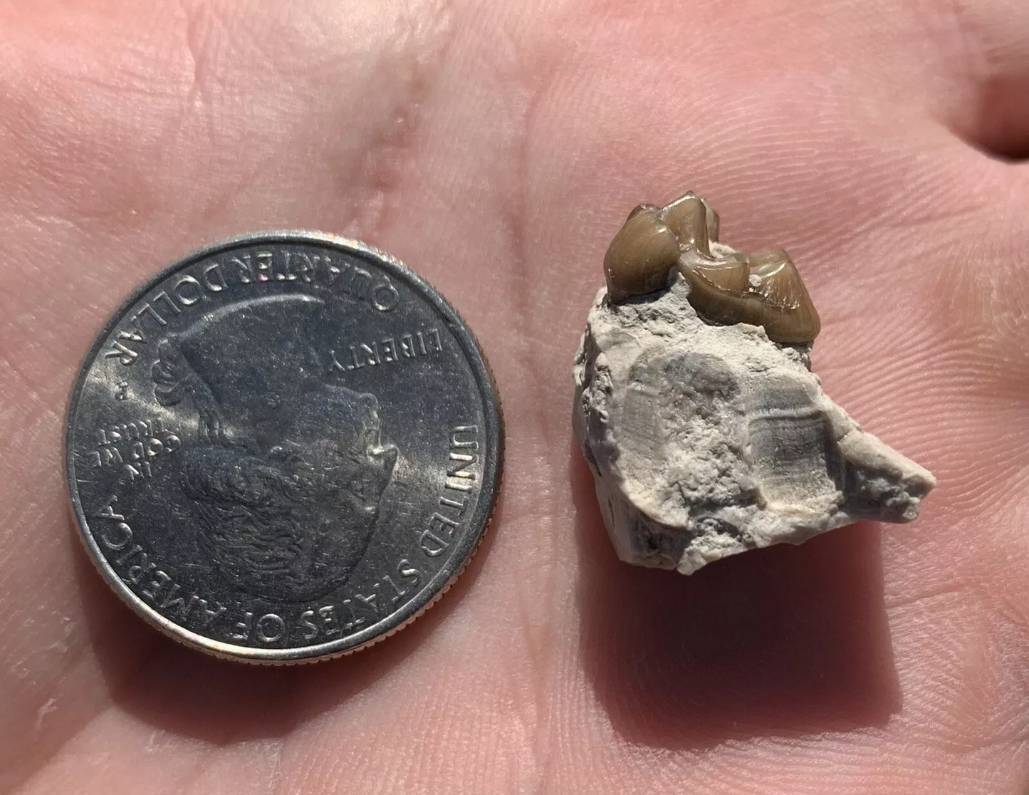 Fossil Horse Palate With Tooth, Mesohippus