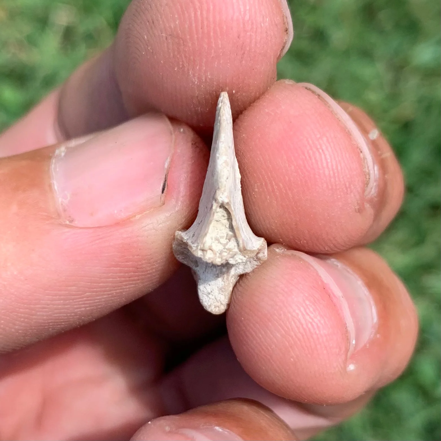Nimravid Saber Cat Fossil Claw, Eocene, Chadron formation