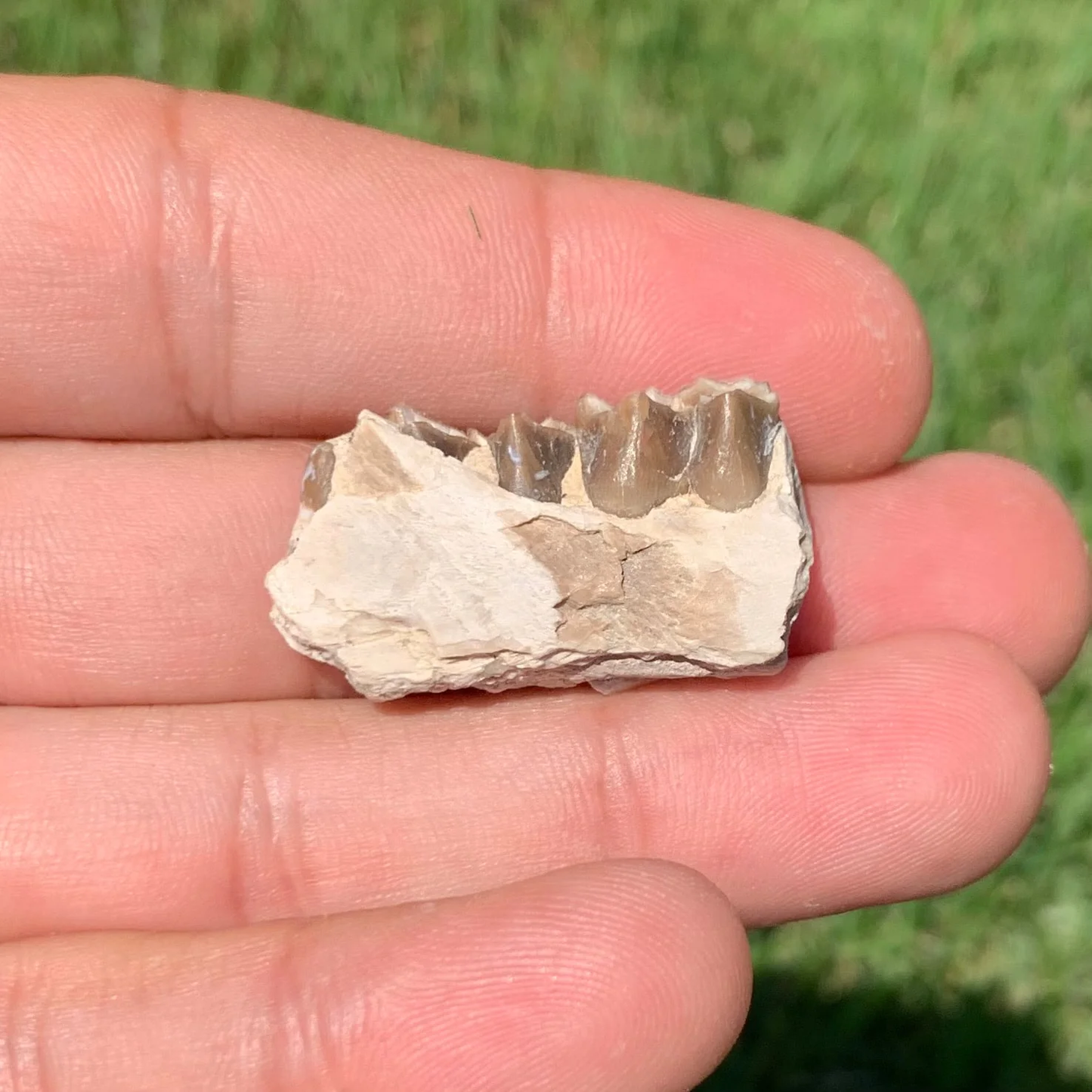 Nice camel jaw section, Poebrotherium