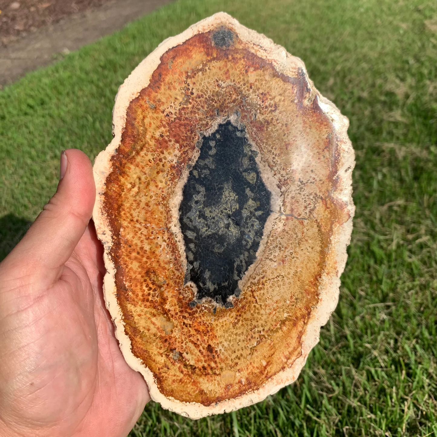 Polished Petrified Palm Wood From Indonesia