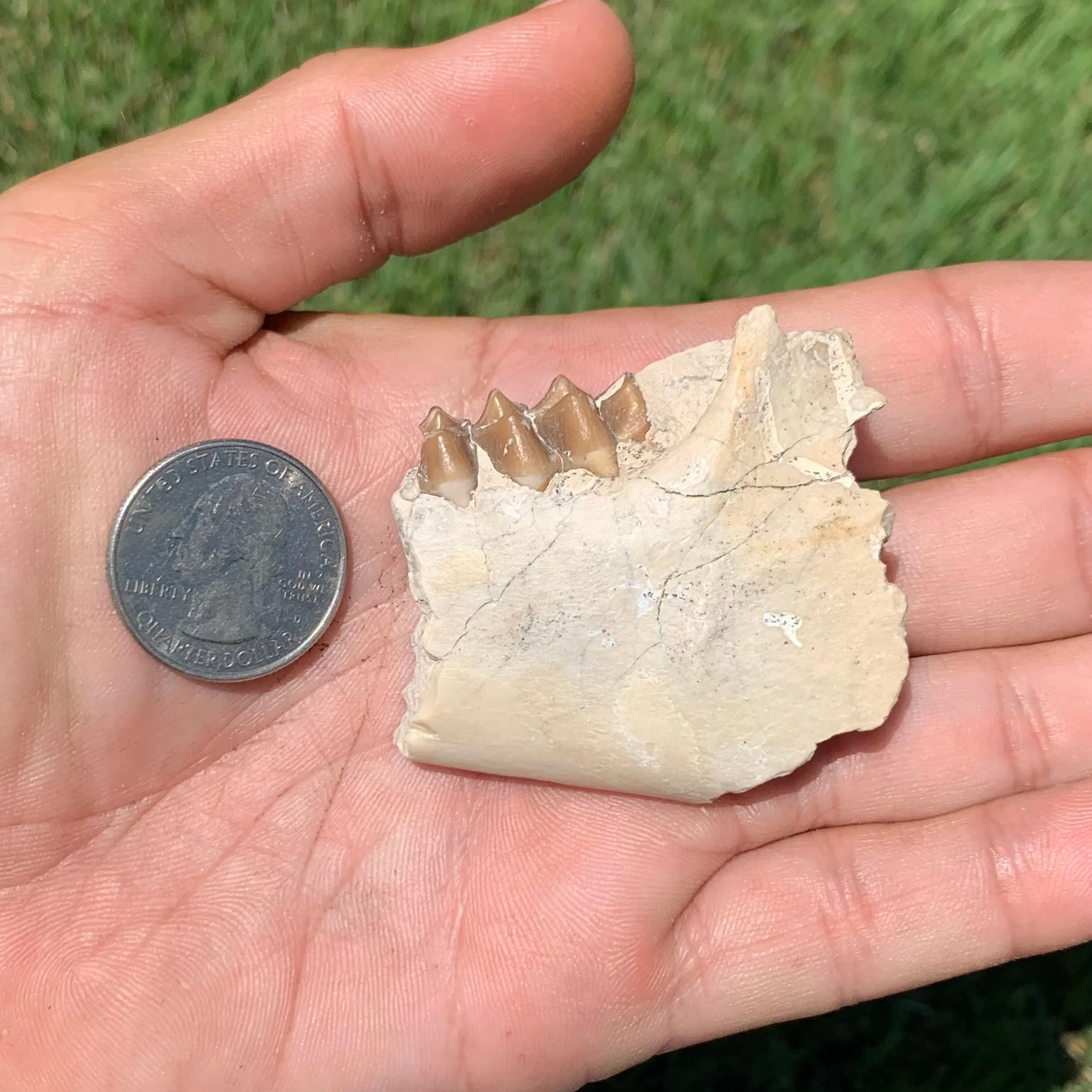 Oreodont Jaw Section with a Tooth