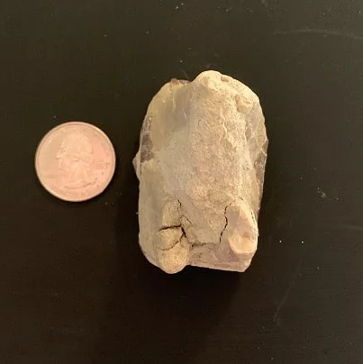 Titanothere upper Molar Tooth