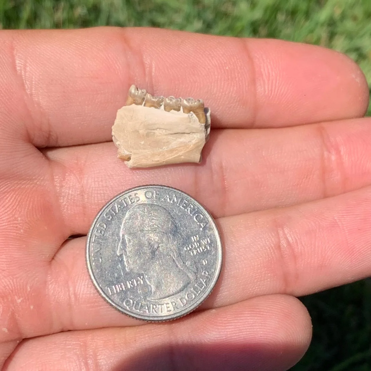 Fossil Squirrel Jaw, Ischyromys