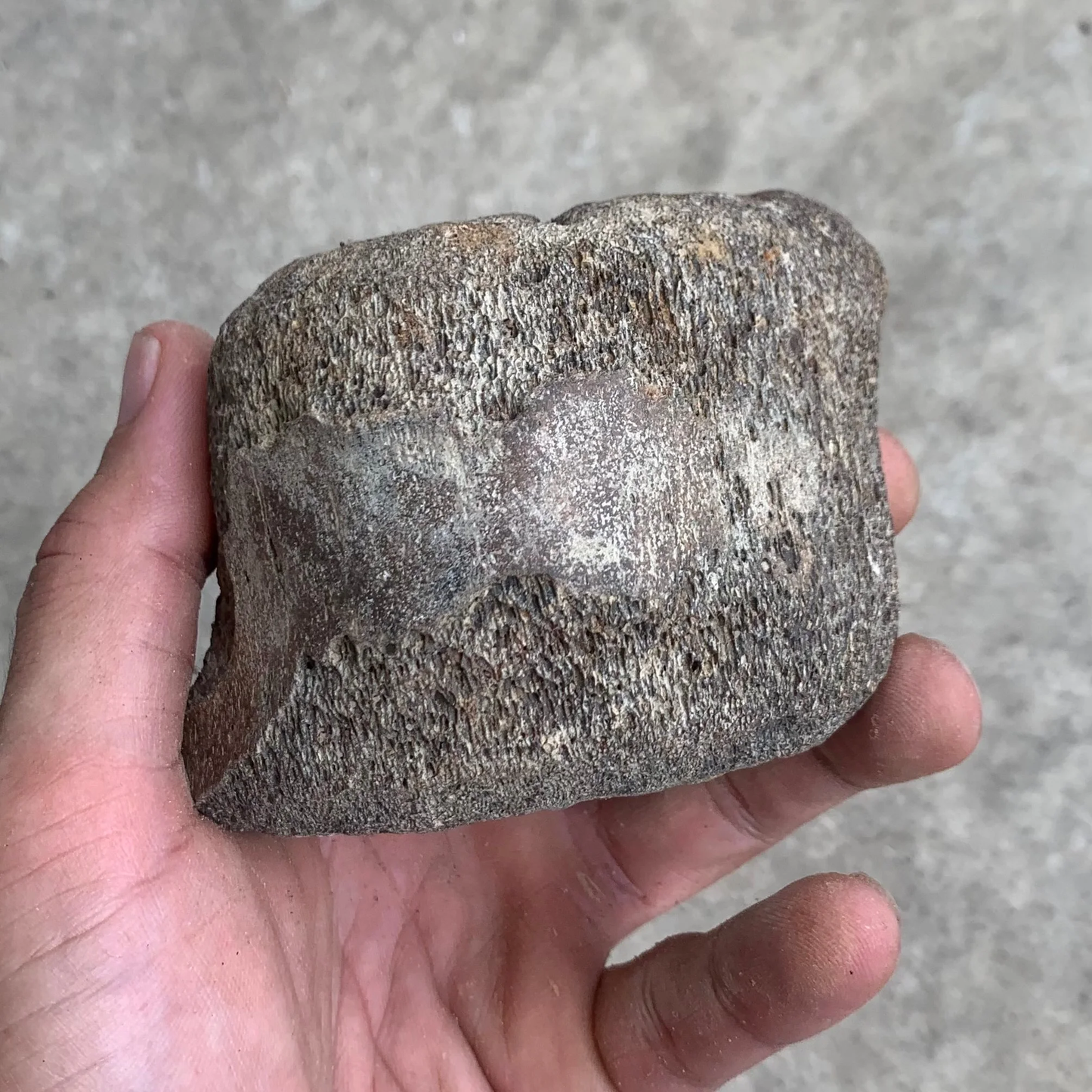 Fossil Whale Vertebra From the Miocene of Virginia