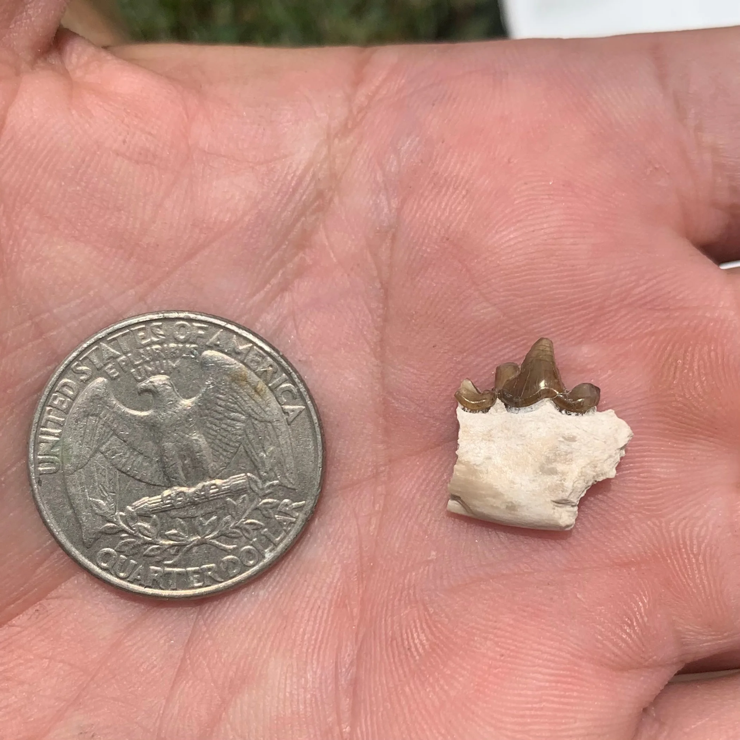 Fossil Dog Jaw, Hesperocyon, Nebraska