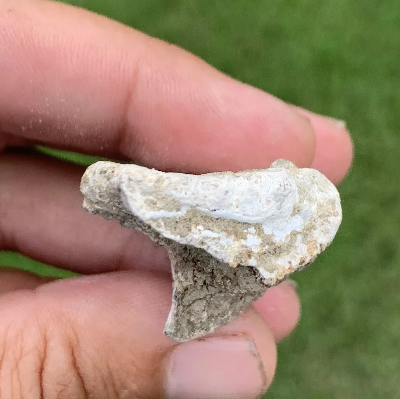 Pogoniasis, Drum Fish, Mouth Plate, Miocene, Virginia