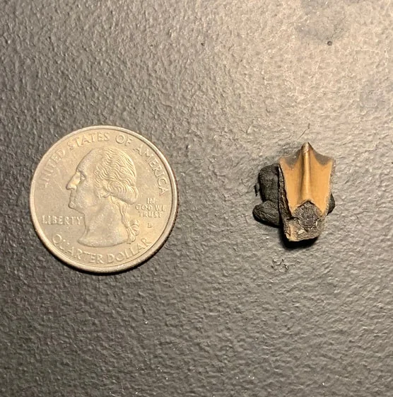 Edmontosaurus Dinosaur Tooth, Hell Creek Formation SD, Hadrosaur, Duck-billed