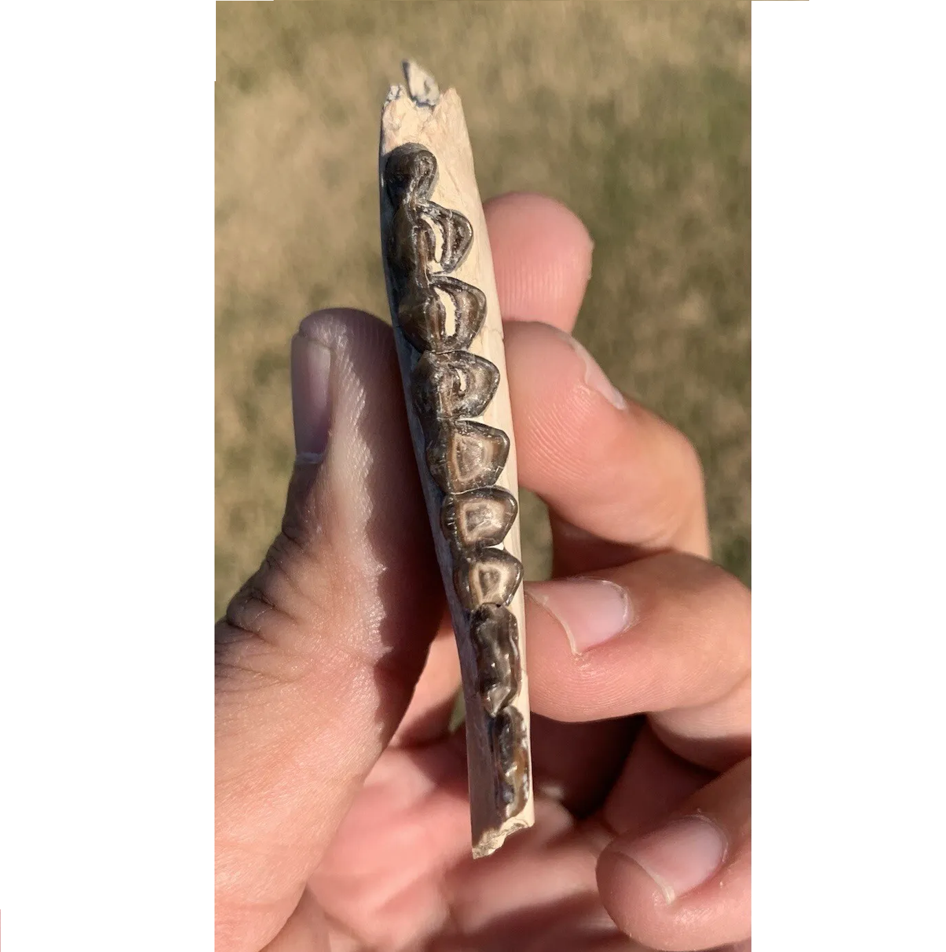 Nice camel jaw, Poebrotherium, Eocene, Chadron Formation Nebraska