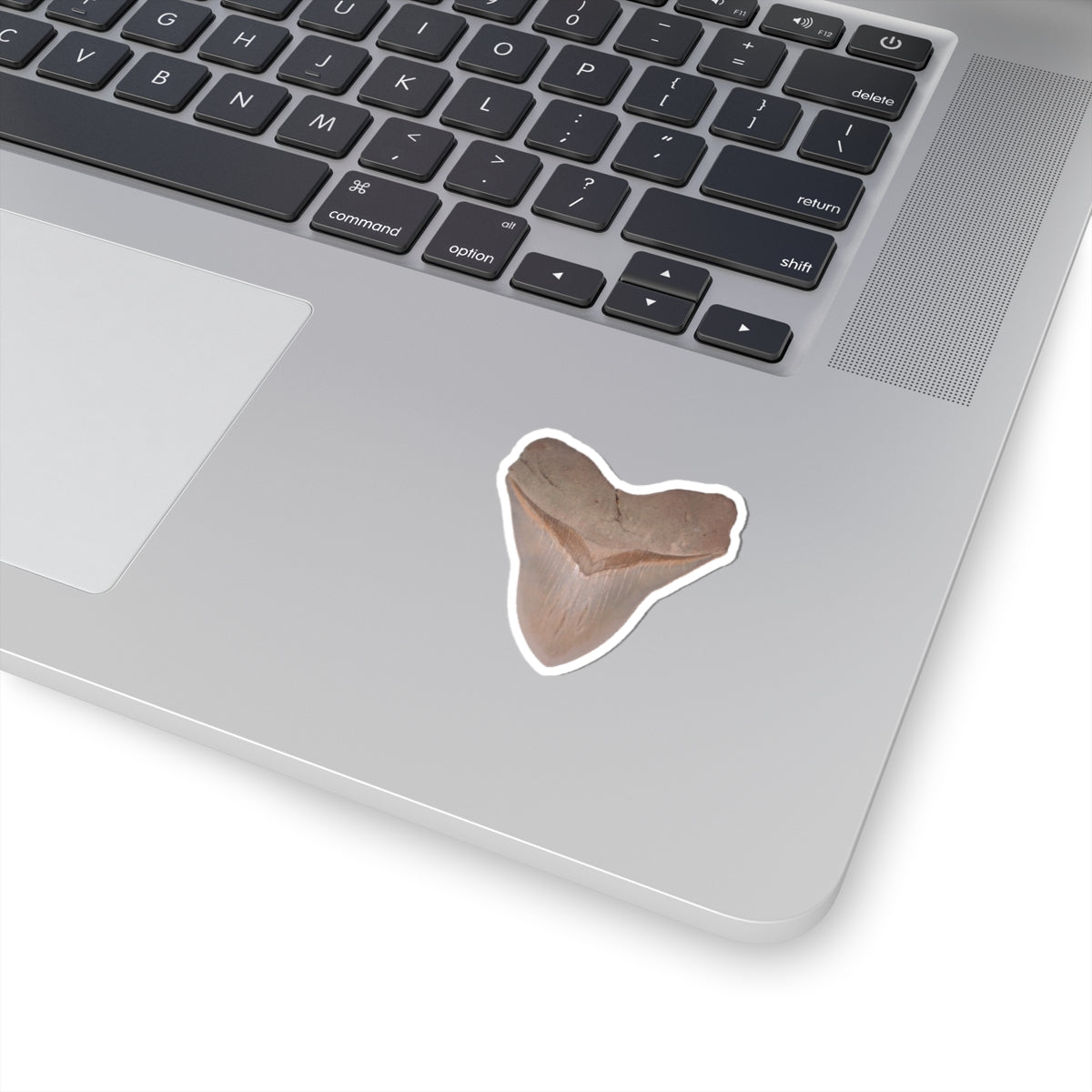 Otodus megalodon Shark Tooth - Sticker