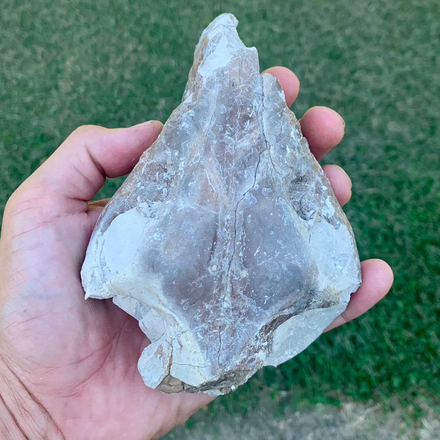 Partial Oreodont Skull