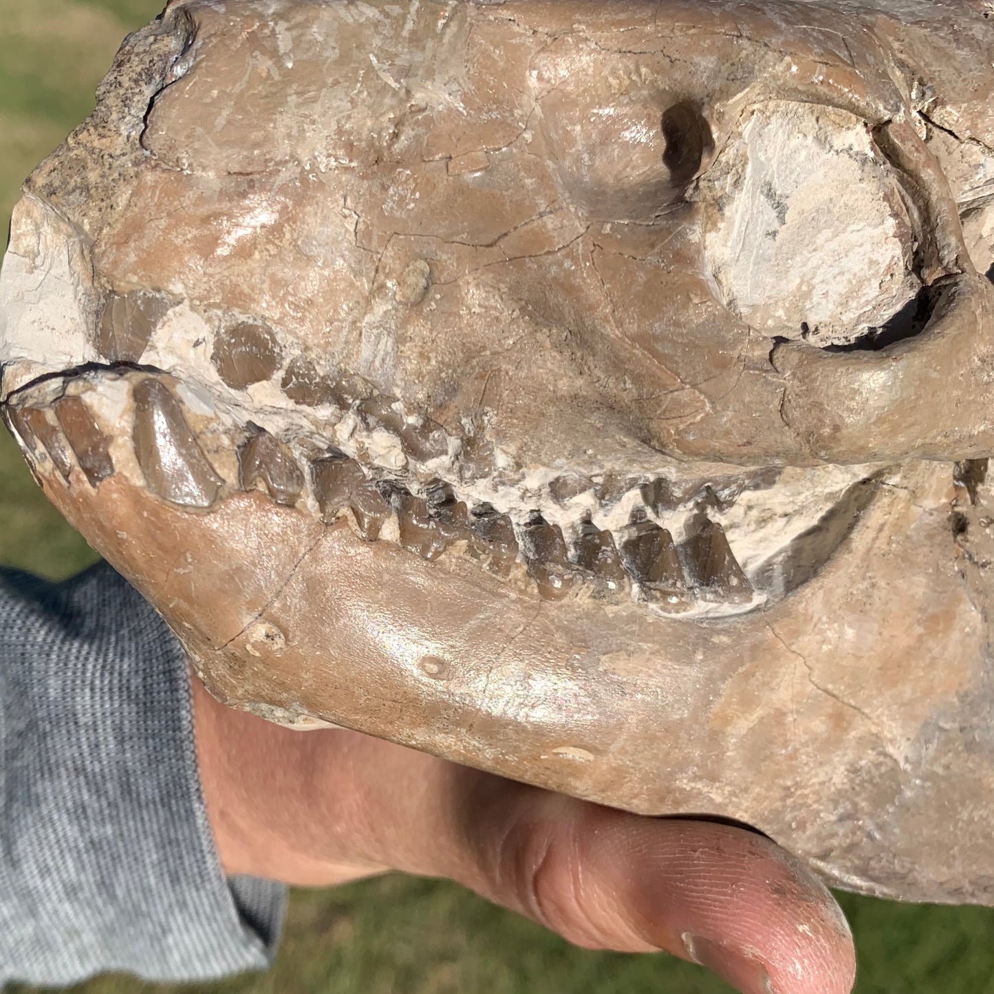 Fossil Oreodont Skull, Merycoidodon culbertsoni, White River Badlands