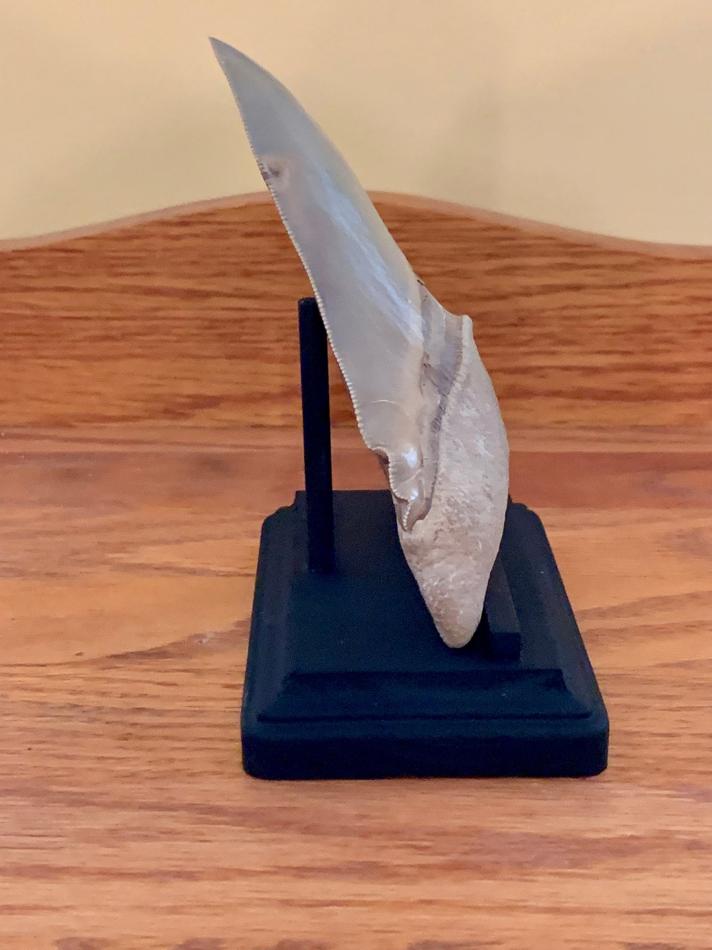 Megalodon Shark Tooth Stand Rectangular