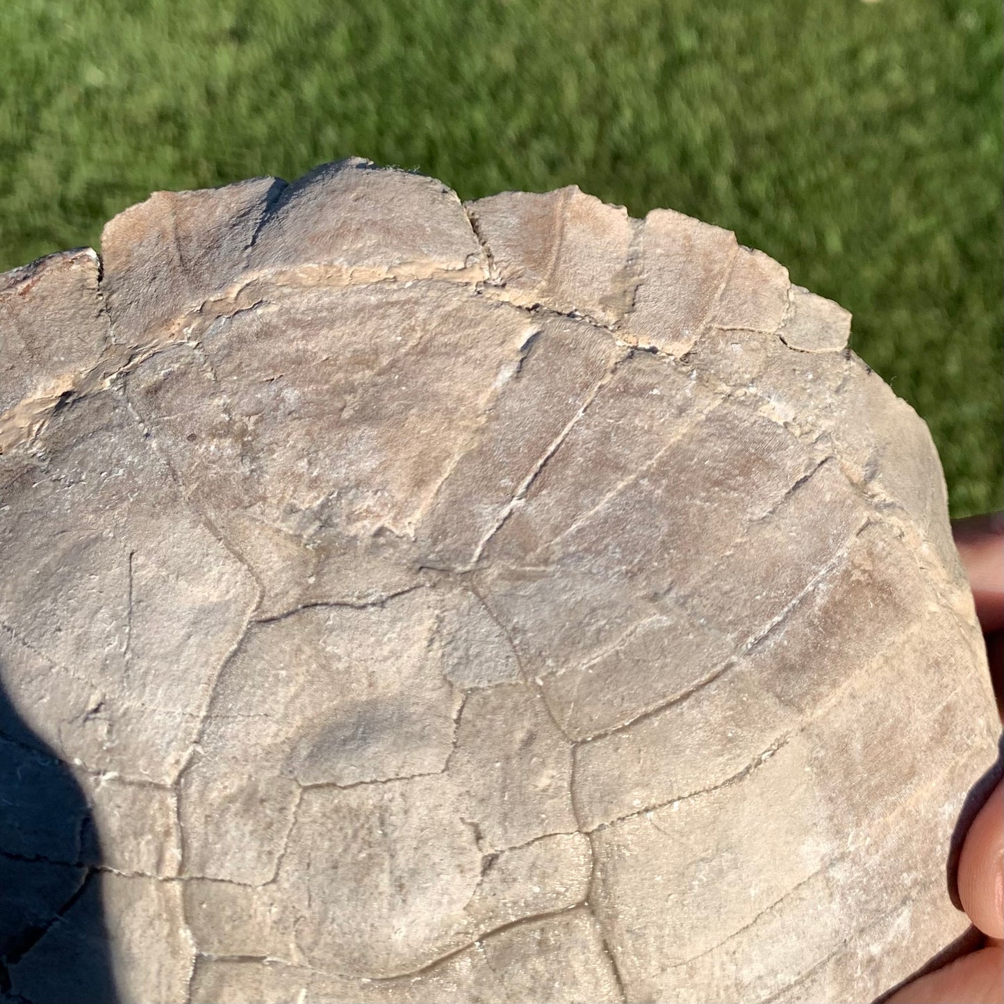 Stylemys tortoise from the white river badlands