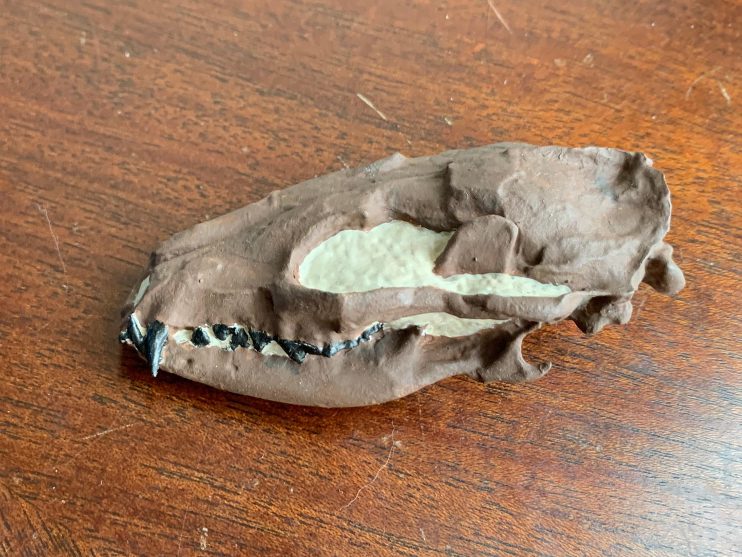 Hesperocyon fossil dog skull