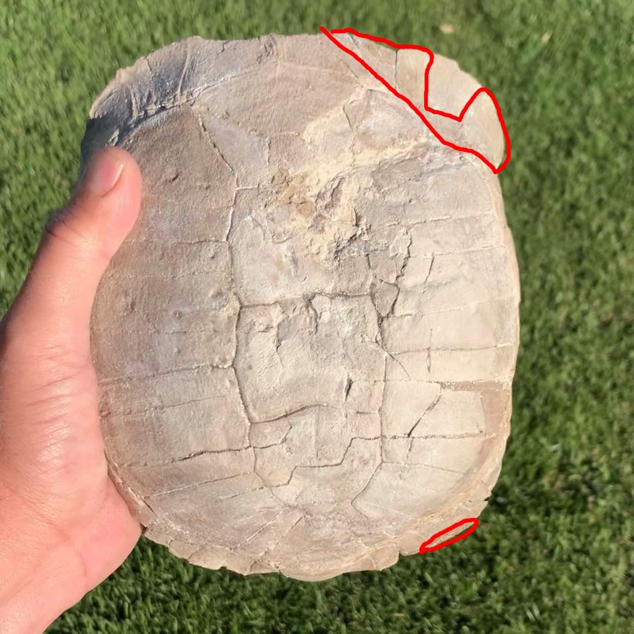 Stylemys tortoise from the white river badlands
