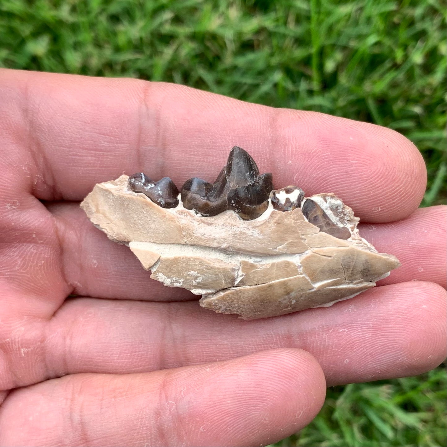 Associated set of Daphoenus lower jaws, brule formation