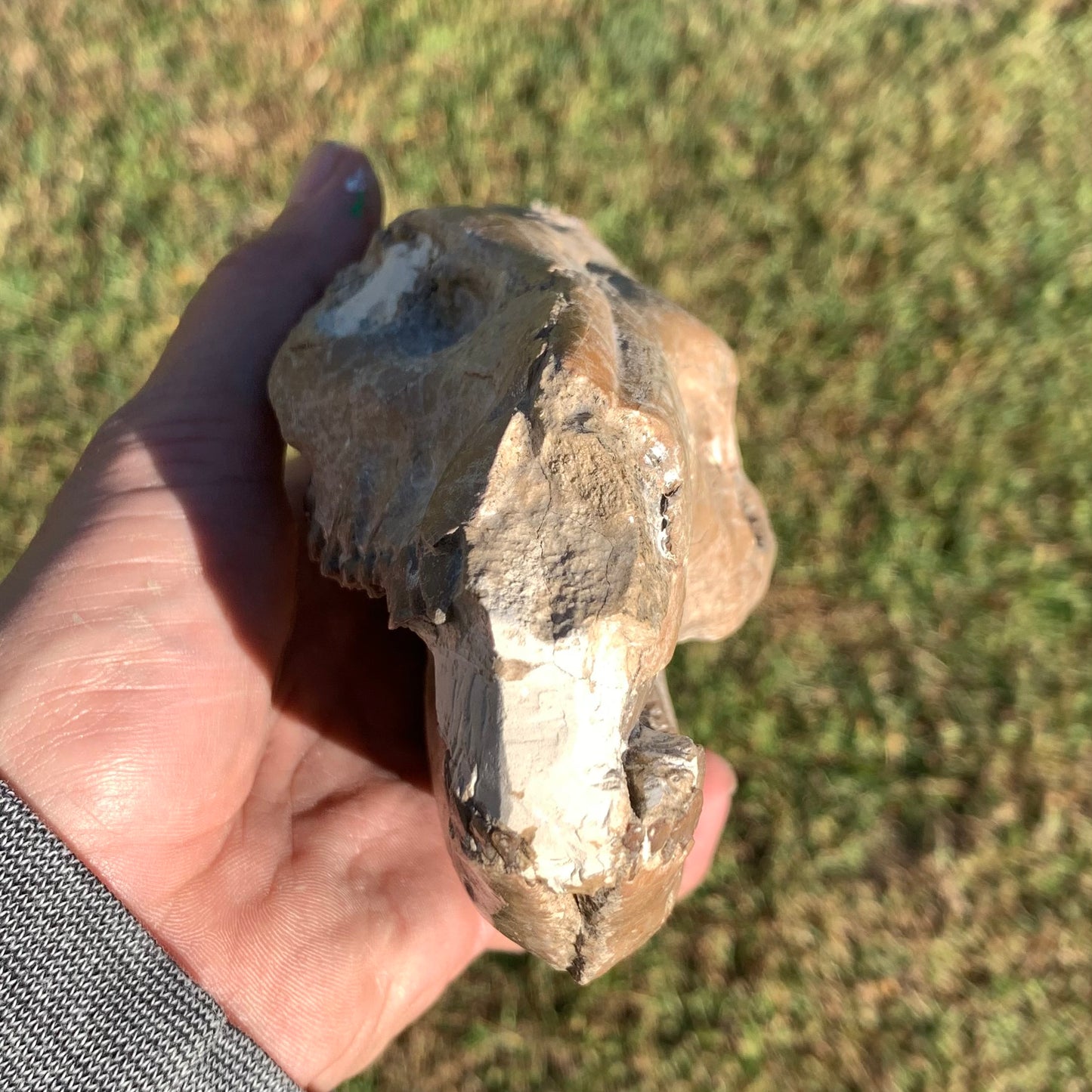 Fossil Oreodont Skull, Merycoidodon culbertsoni, White River Badlands