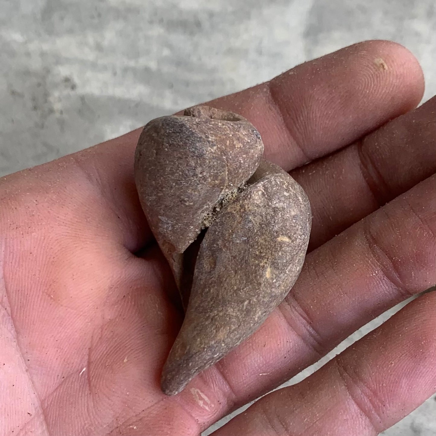 Fossil Gastropod Steinkerns(molds), from the Miocene of Virginia