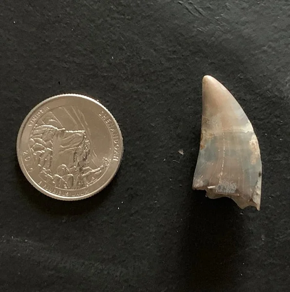 Worn Nanotryannus lancensis tooth