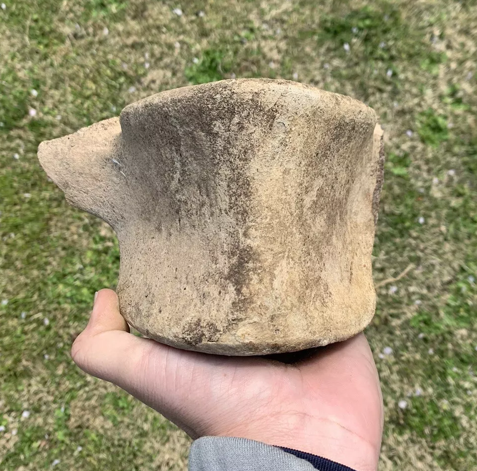 Fossil Whale Vertebra From the Miocene of Virginia