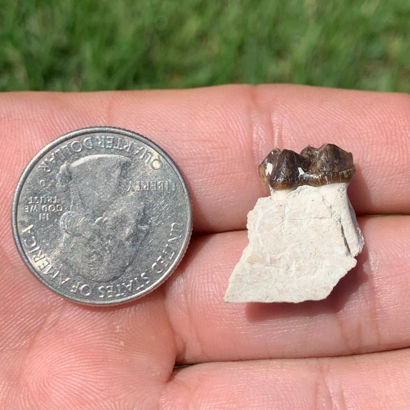 Fossils Horse, Mesohippus Lower Jaw Tooth
