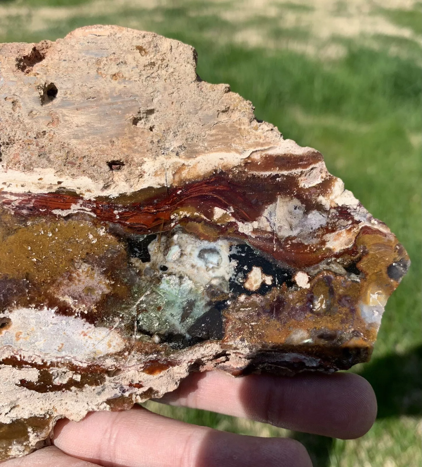 Polished Opalized Petrified Fossil Wood from Indonesia, Slab, Slice