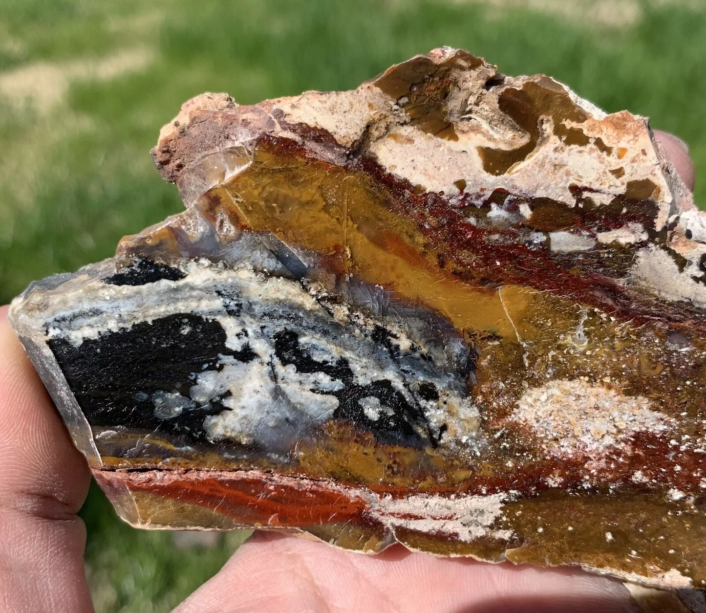Polished Opalized Petrified Fossil Wood from Indonesia, Slab, Slice