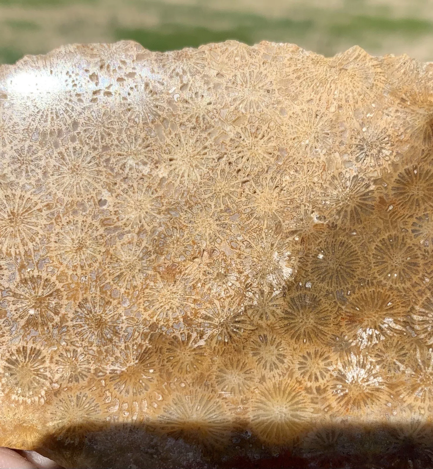 Polished agatized Fossil Coral from Indonesia, Slab, Slice
