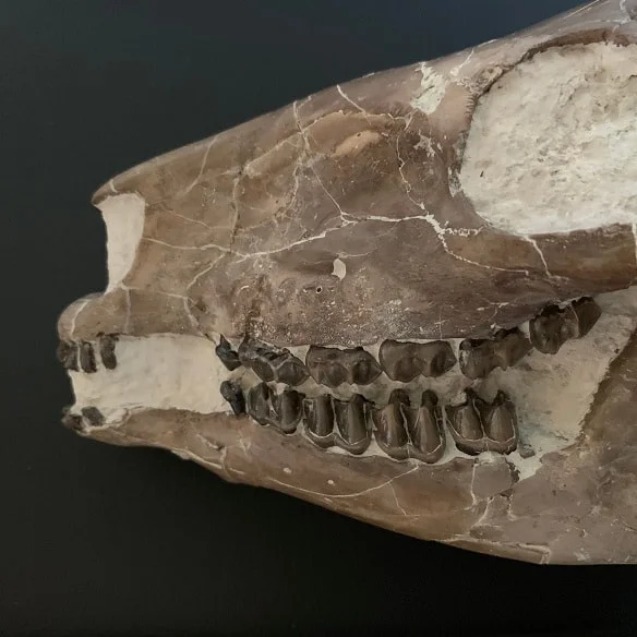 mesohippus bairdi Skull
