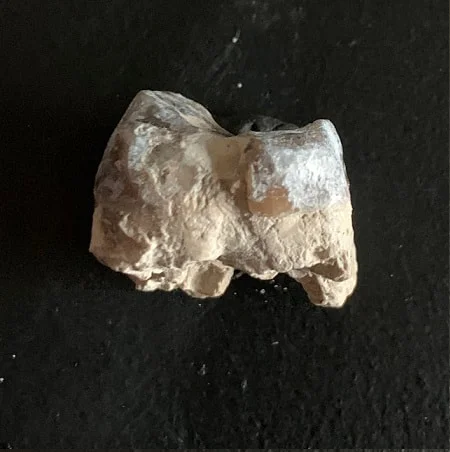 Archaeotherium Molar Tooth