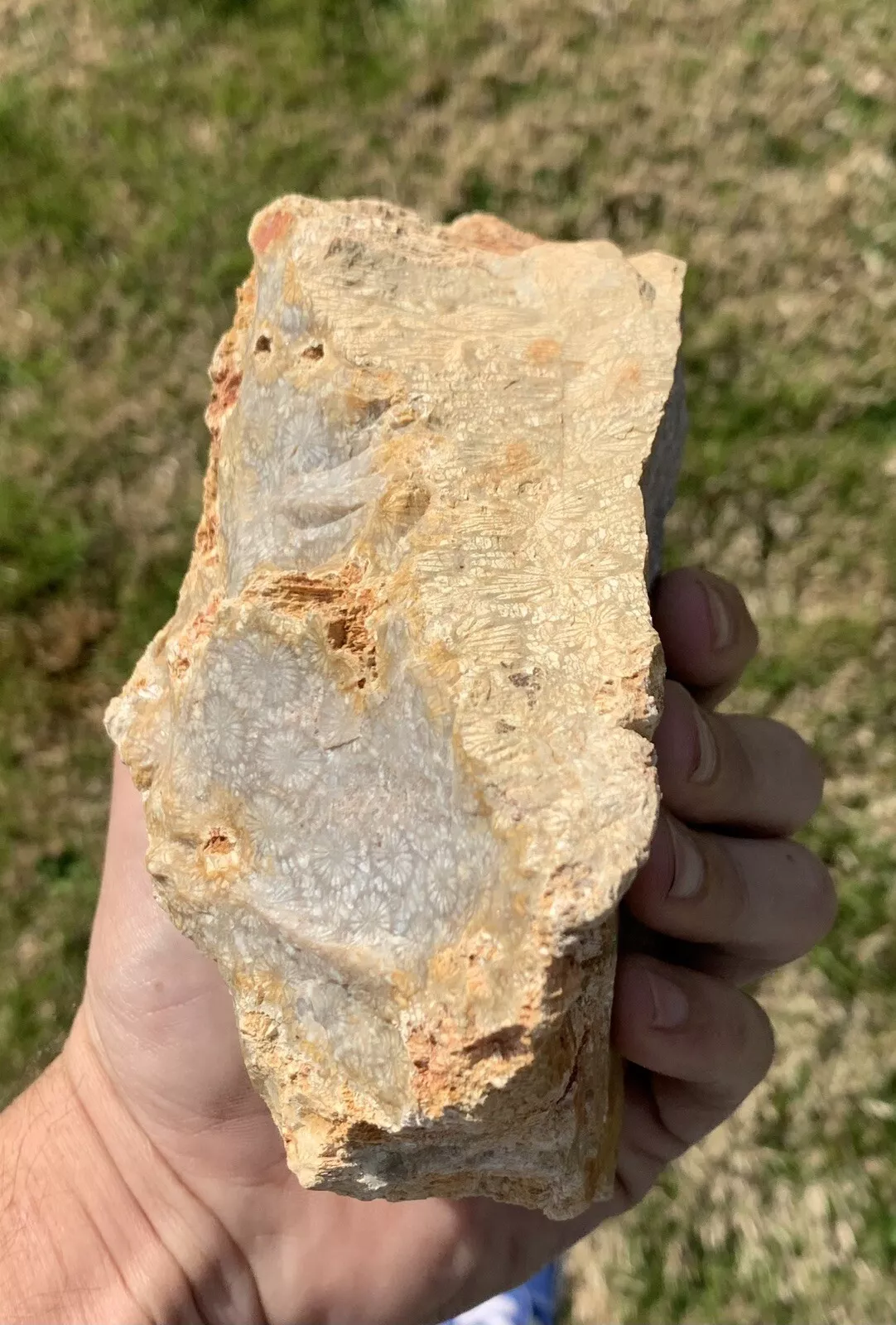 Rough Black Fossil Coral from Indonesia, Slab, Slice