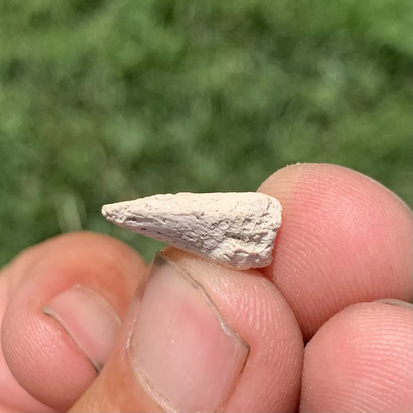 Tortoise Claw - White River Badlands