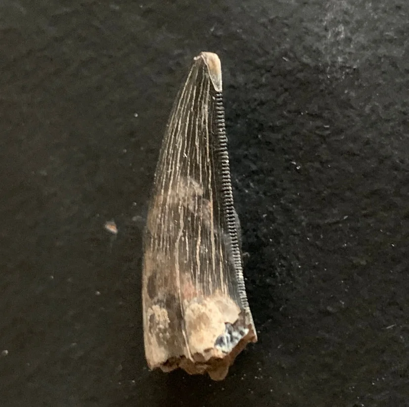 Sharp Serrated Nanotyrannus lancensis Tooth