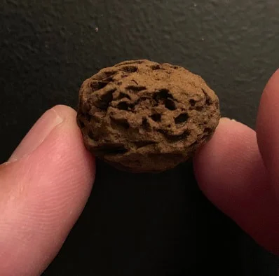 Pine Cone