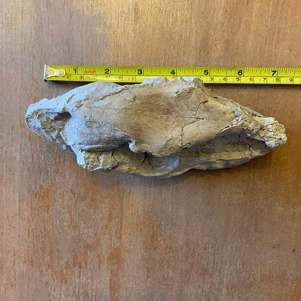 Fossil Horse skull, Mesohippus bairdi skull
