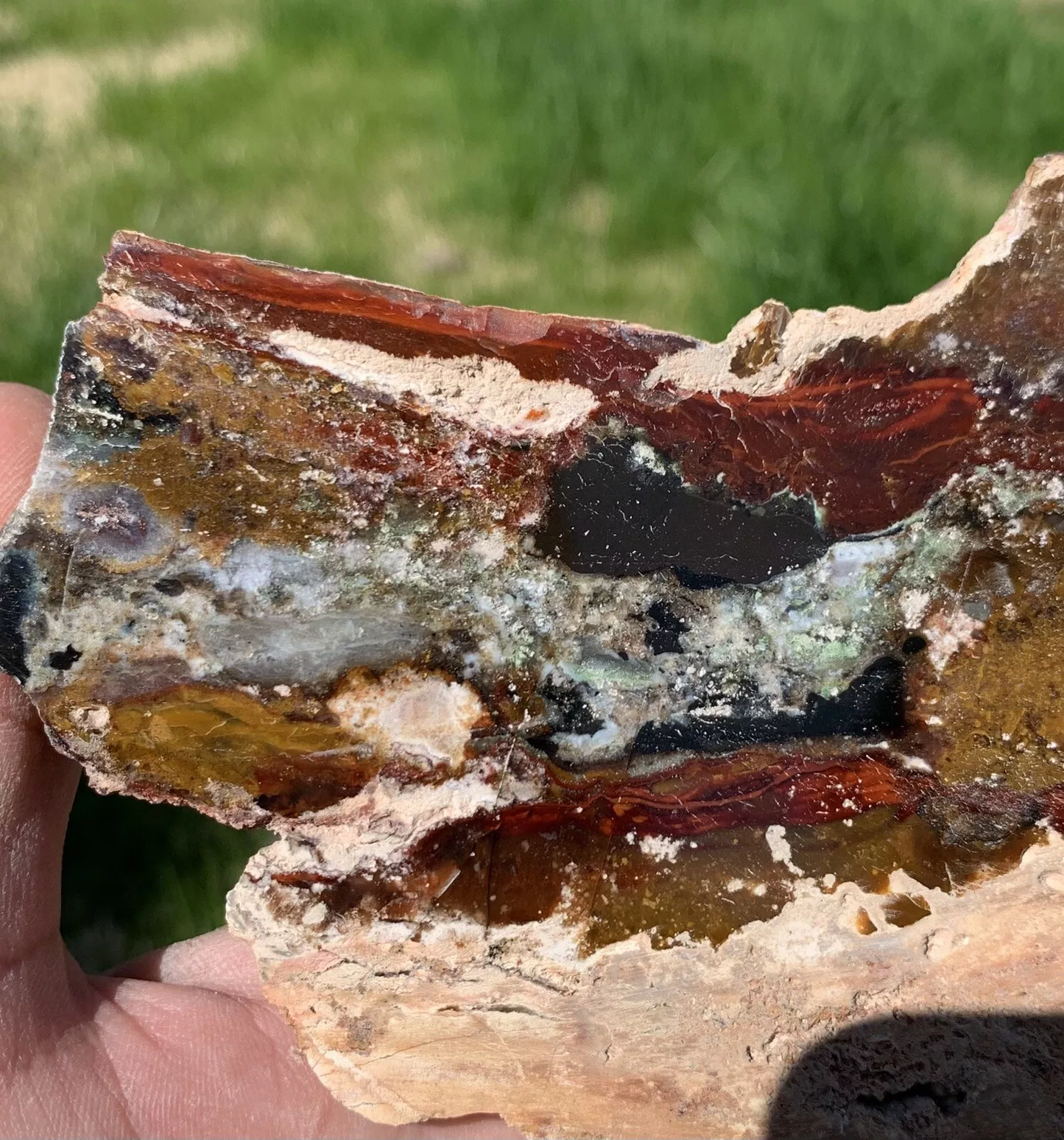 Polished Opalized Petrified Fossil Wood from Indonesia, Slab, Slice