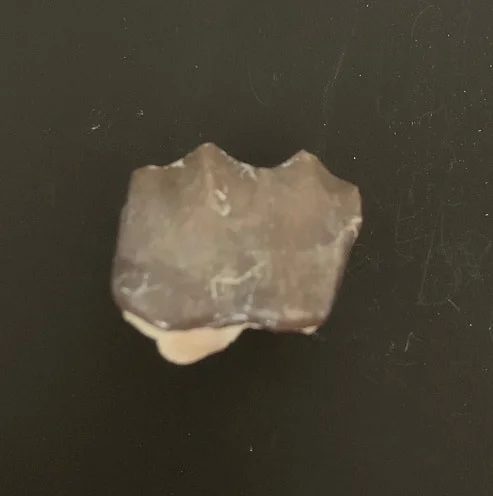 Titanothere Upper Molar Tooth