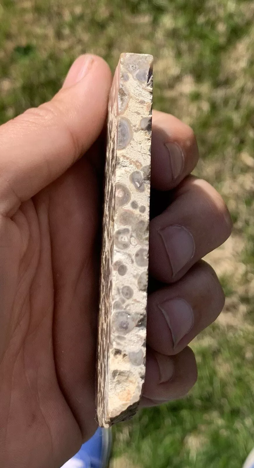 Polished Orbicular jasper Indonesia, Slab, Slice