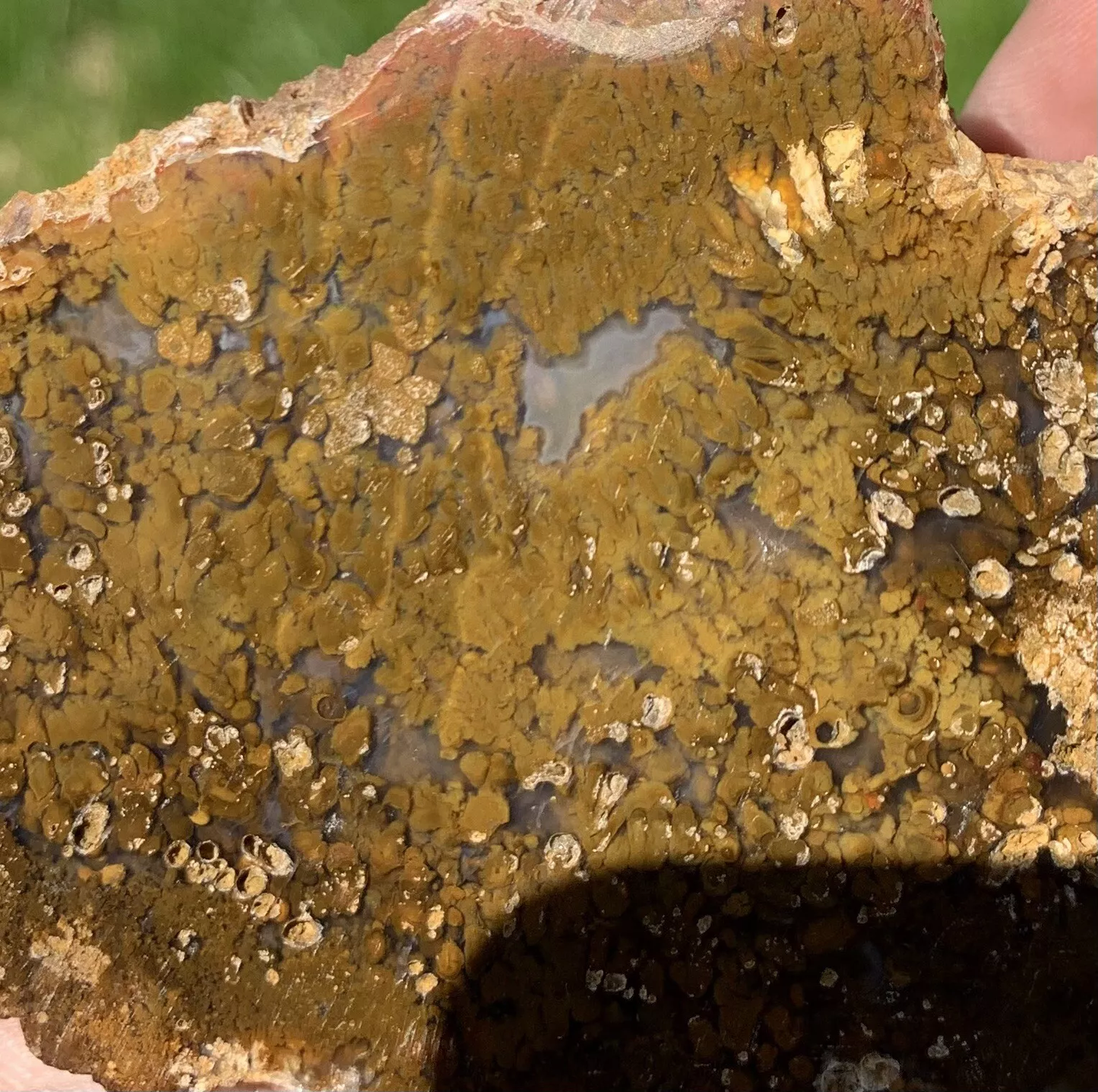 Polished Brown Plume Agate from Indonesia, Slab, Slice