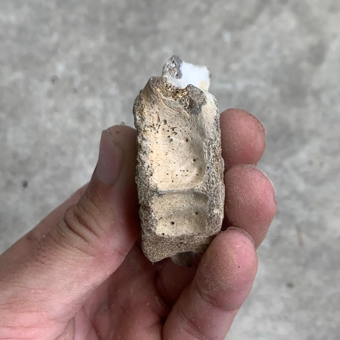 Fossil Dolphin Vertebra From the Miocene of Virginia