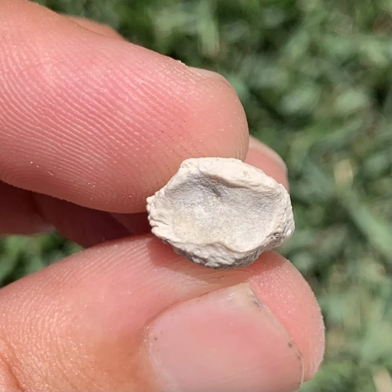 Tortoise Claw - White River Badlands