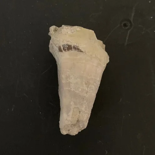 Titanothere upper Molar Tooth