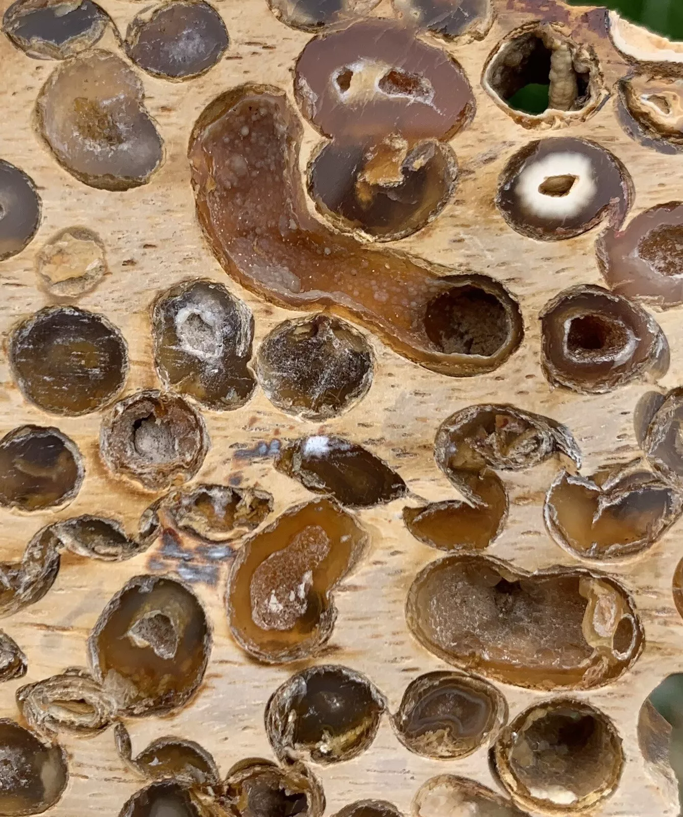 Polished Petrified Fossil Teredo Wood from Indonesia, Slab, Slice