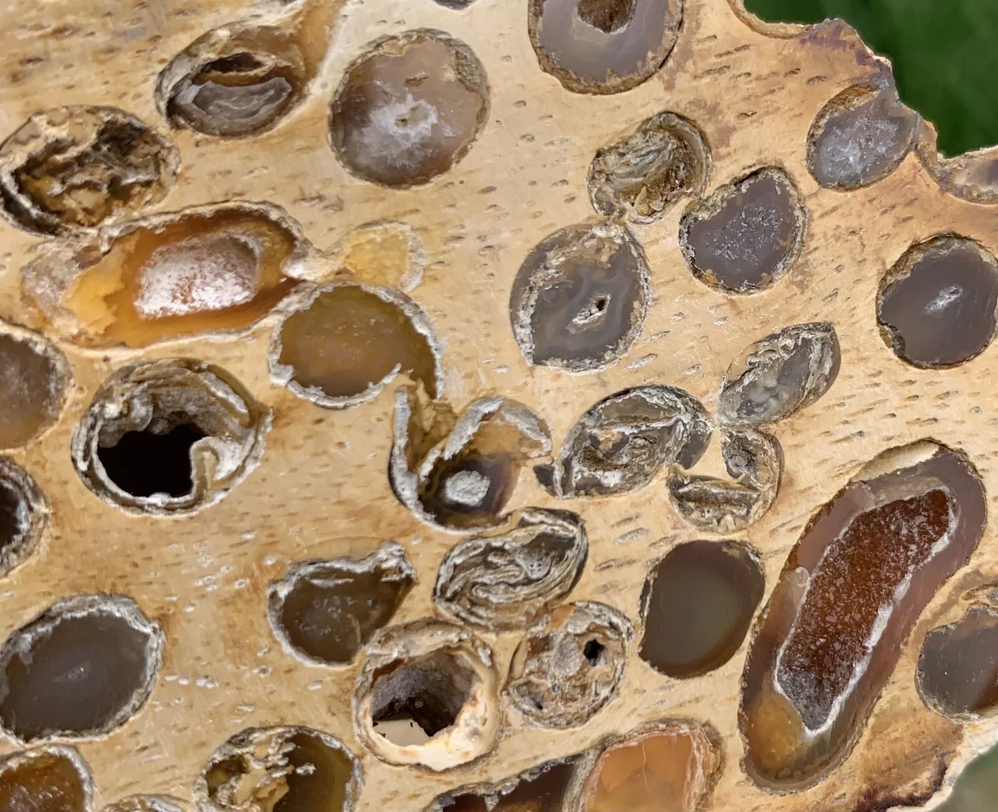 Polished Petrified Fossil Teredo Wood from Indonesia, Slab, Slice