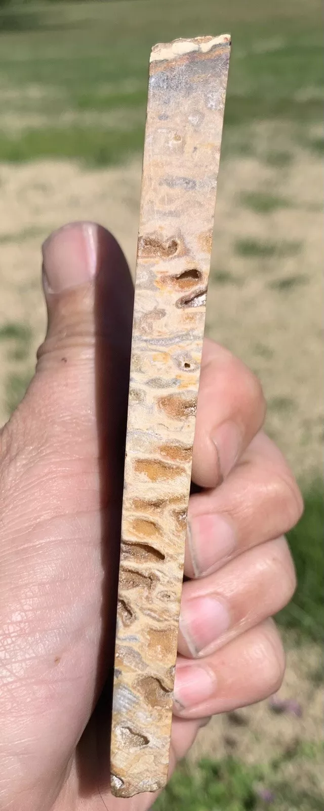 Polished Petrified Fossil Hard Wood with Druzy Pockets Indonesia, Slab, Slice
