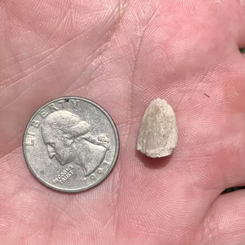 Tortoise Claw - White River Badlands