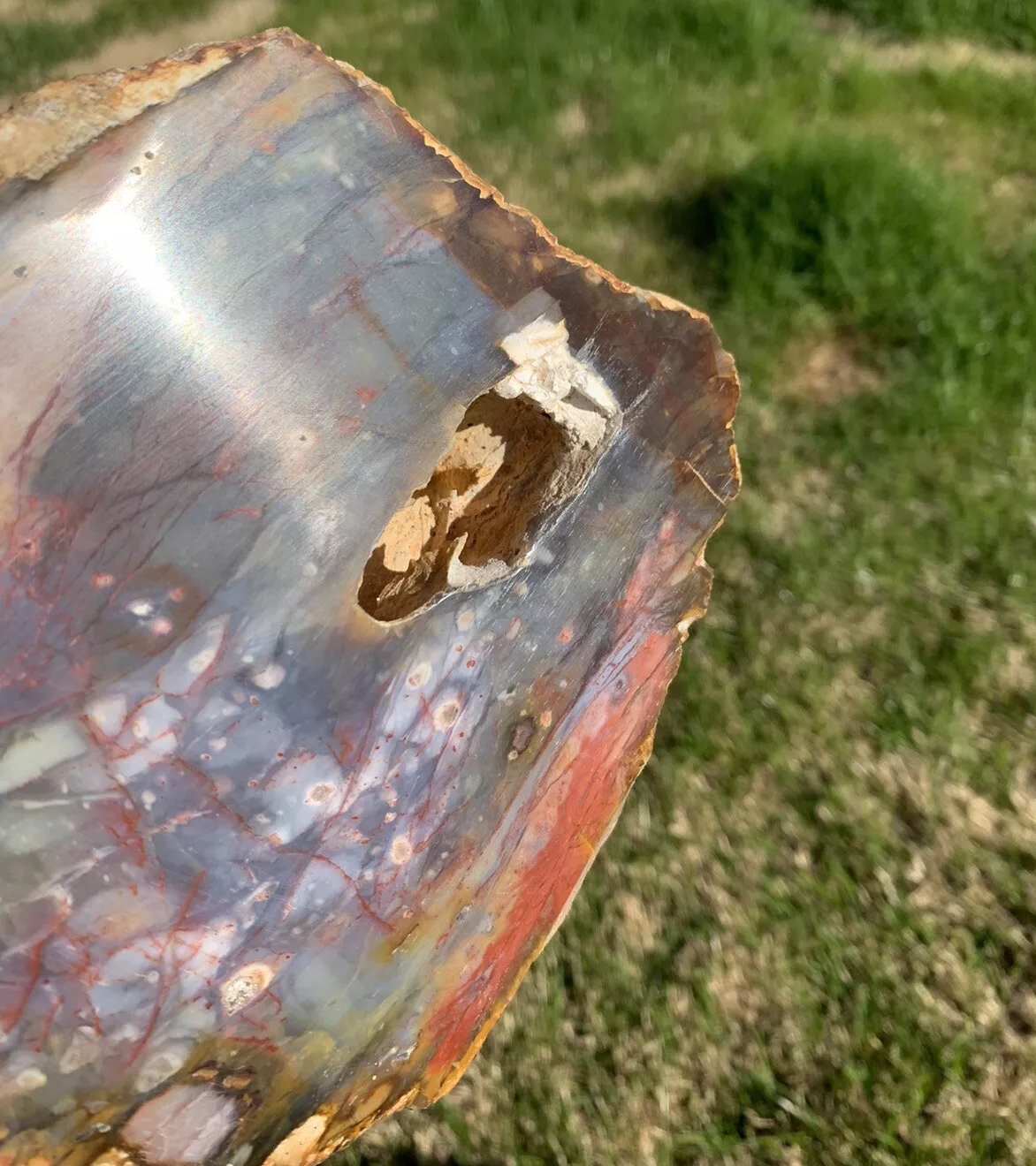Extremely Colorful Polished Petrified Wood with a large Druzy Pocket From Indonesia